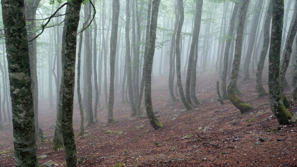 photo-of-a-misty-forest-with-tall-trees.jpg