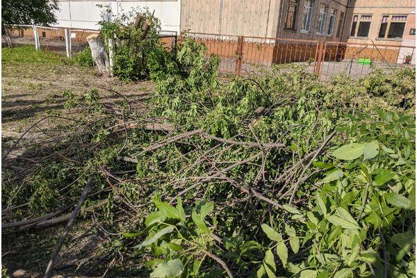 вырубка деревьев на ул. Даргомыжского из-за теплотрассы