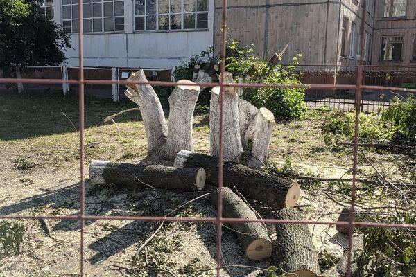 вырубка деревьев под теплотрассу на ул. Даргомыжского