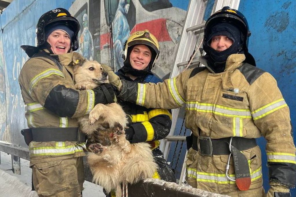 Нижегородские пожарные спасли собаку, застрявшую на опорах виадука над Окским съездом.