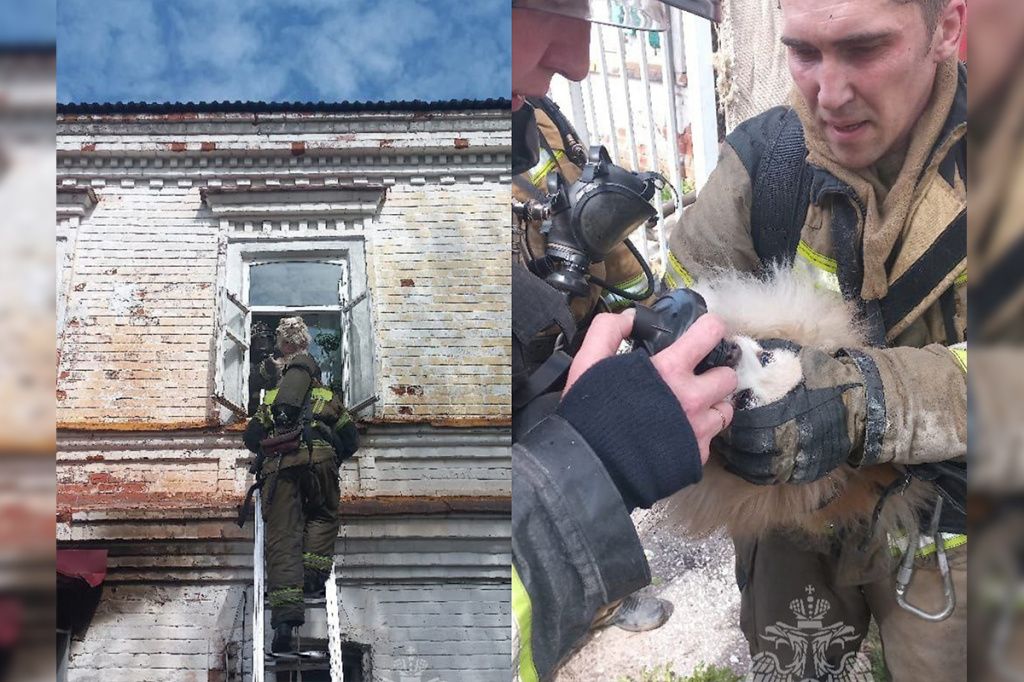 Пожарные оказали животным первую помощь