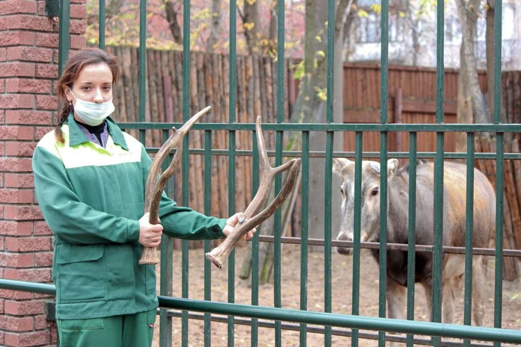 Олень Тор сбросил рога в нижегородском зоопарке "Лимпопо".