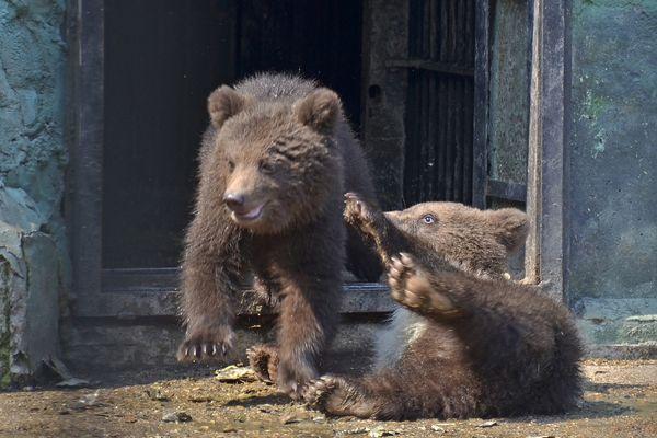 Медвежата валяются в нижегородском зоопарке "Лимпопо".