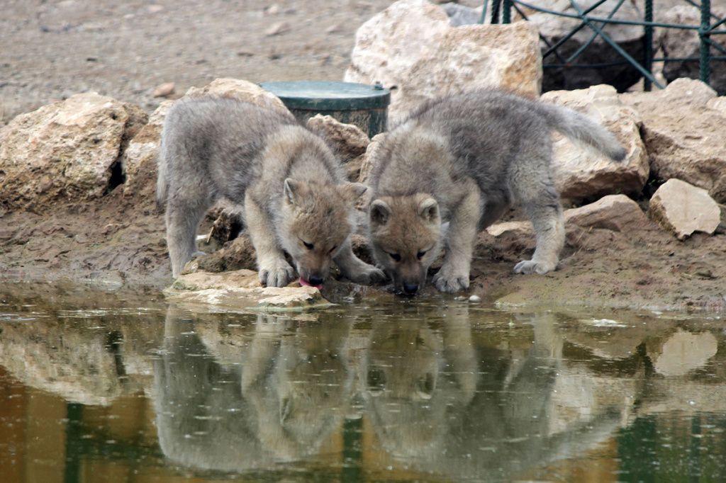 Арктические волчата