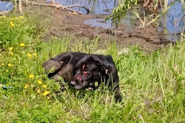 Пёс, которого попытались убить в посёлке Селекция Нижегородской области.