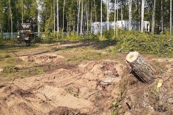 В администрации Дзержинска говорят, что деревья вырубают на законных основаниях