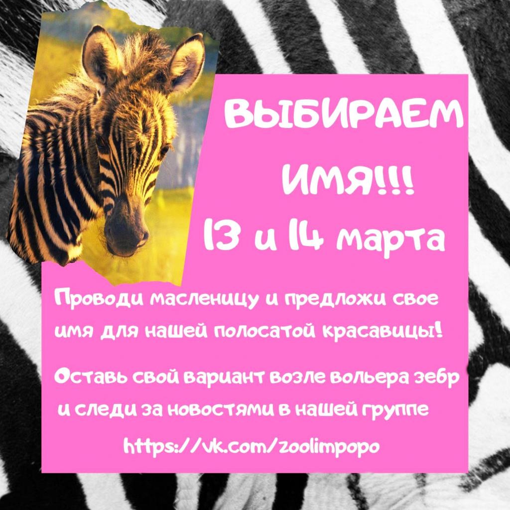 Зоопарк "Лимпопо" приглашает нижегородцев принять участие в выборе имени зебры