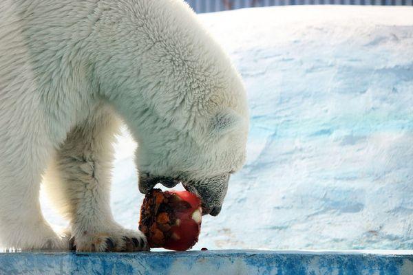 фруктовый лед готовят в жару для животных в "Лимпопо"
