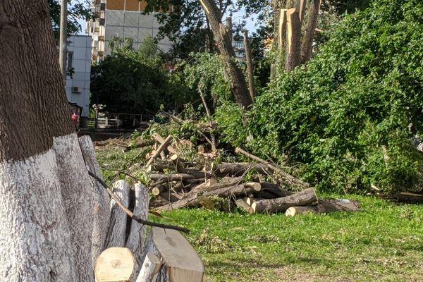 деревья вырубили под прокладку теплосетей на ул. Даргомыжского