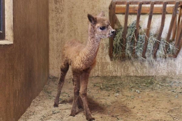 Детёныш альпака появился на свет в нижегородском зоопарке "Лимпопо".