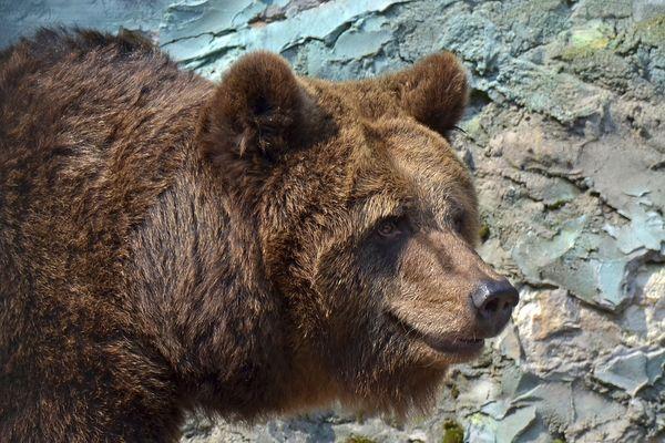 Медведица Ляля из нижегородского зоопарка улыбается