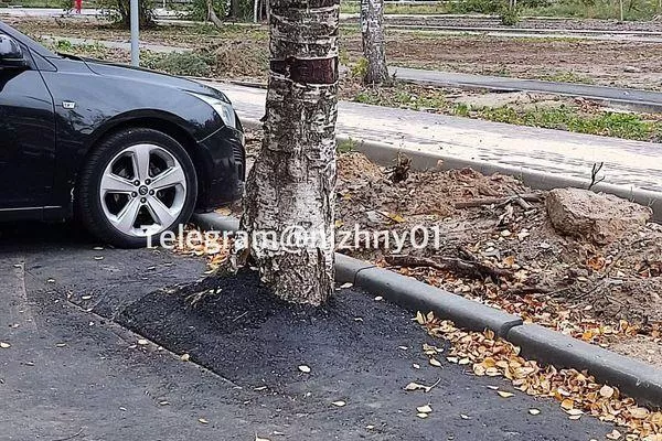 Рабочие заасфальтировали корни деревьев на ул. Красных Зорь в Нижнем Новгороде
