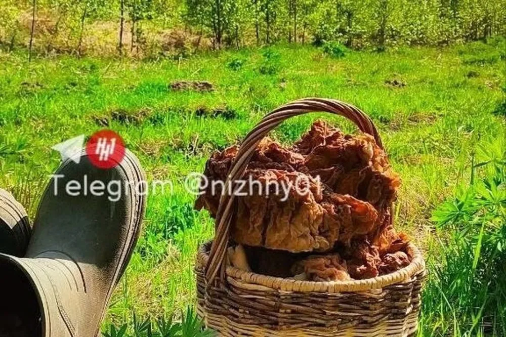 Нижегородец обнаружил гигантский гриб весом почти 2 кг в Ардатовском районе