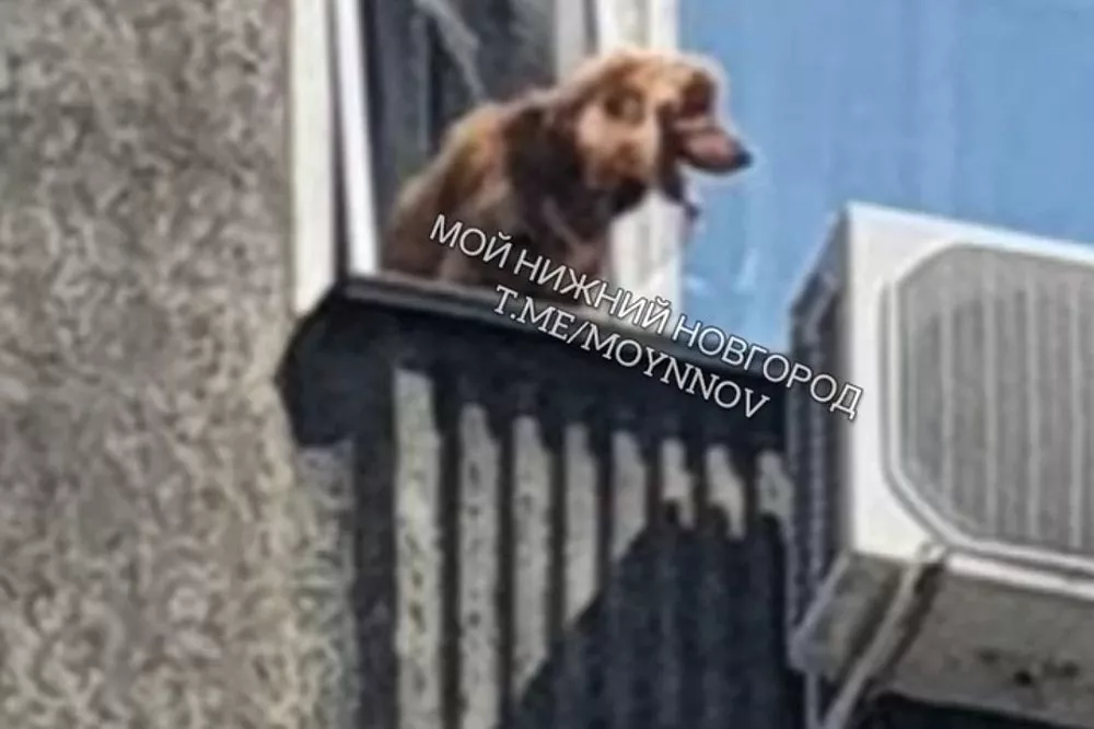 Собака прогрызла москитную сетку и выпала из окна 9 этажа в Нижнем Новгороде