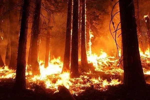 «Желтый» уровень опасности объявили в лесах Нижнего Новгорода из-за жары