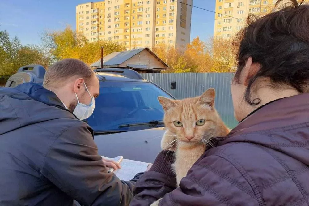 Фото Почти 2,5 тысячи собак и кошек привили от бешенства в Московском районе Нижнего Новгорода в 2021 году - Новости Живем в Нижнем