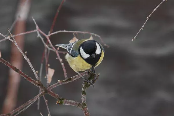 Фото Акция «Покормите птиц» стартовала в Нижегородской области - Новости Живем в Нижнем