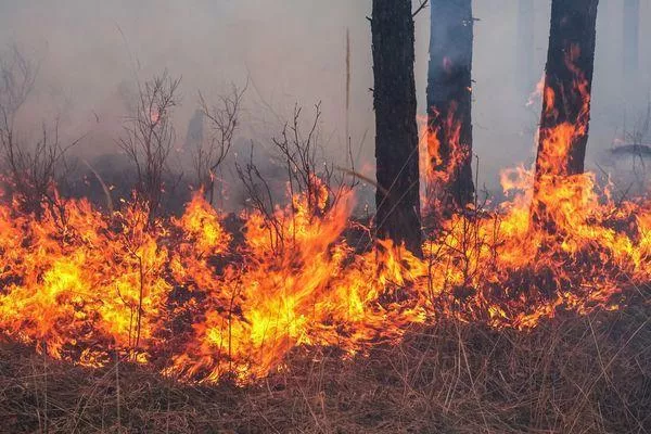 Высокая пожароопасность лесов сохранится в Нижегородской области до 23 июля