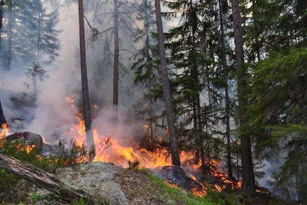 4 класс пожароопасности ожидается в лесах Нижегородской области в выходные