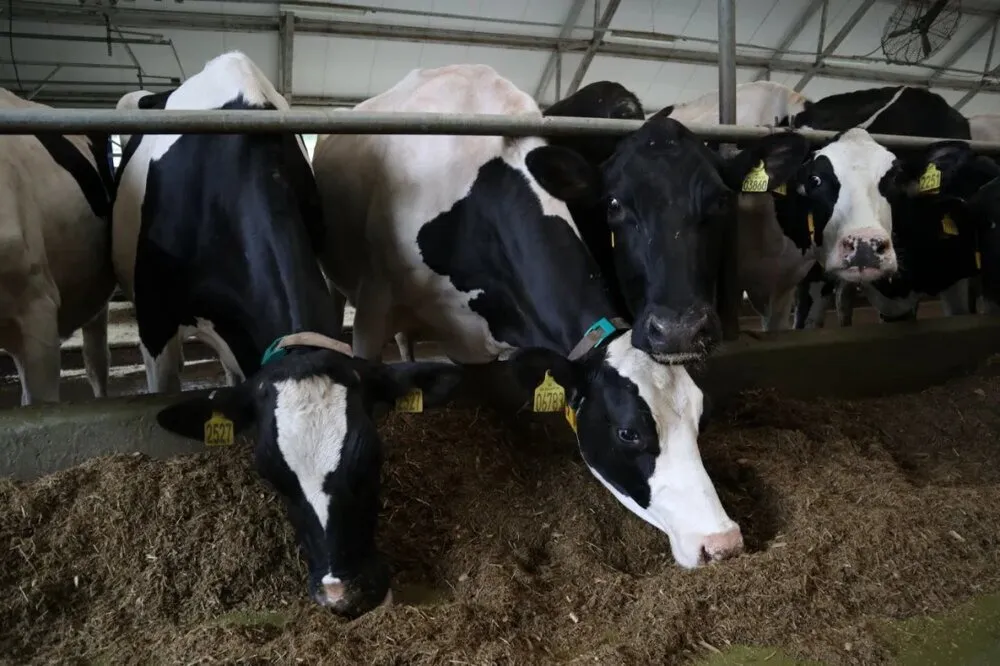 Нижегородские ученые реализуют проект по оценке продуктивности коров по ДНК