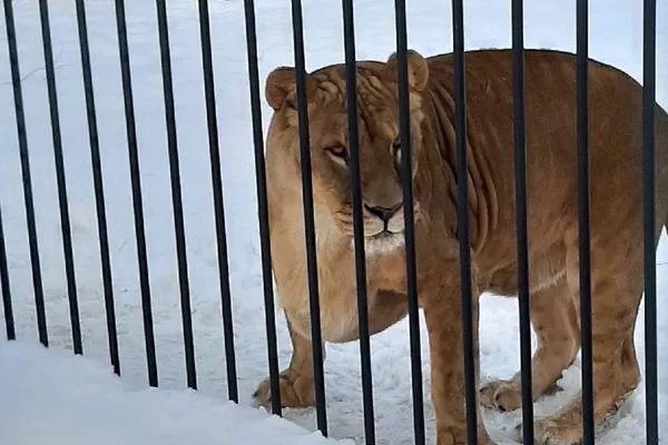 Фото Зоопарк в Балахне получил субсидию от федерального правительства - Новости Живем в Нижнем