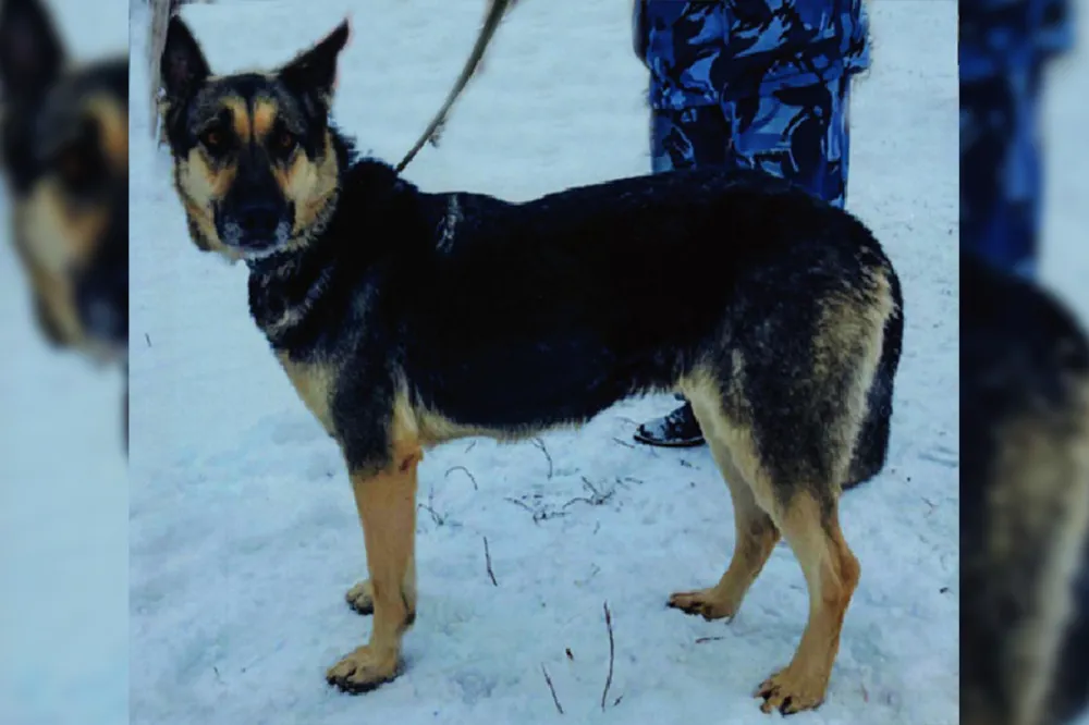 Новых хозяев ищут двум служебным собакам в Нижегородской области
