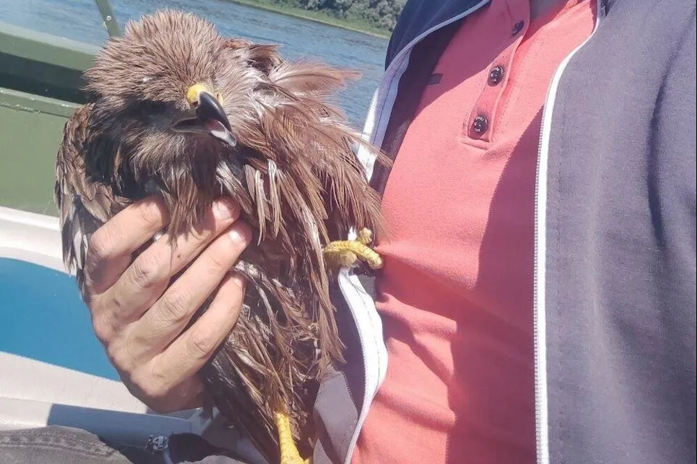 Молодого орла спасли недалеко от поселка Макарьево в Нижегородской области