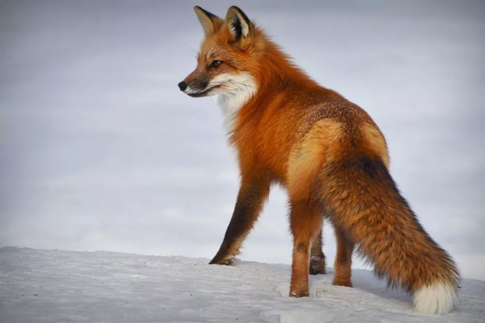 Вознаграждение за добычу лисы вырастет в 5 раз в Нижегородской области