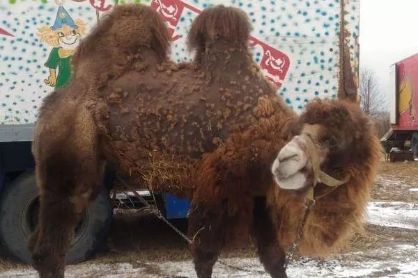 Нижегородские зоозащитники спасли двух верблюдов из передвижного цирка