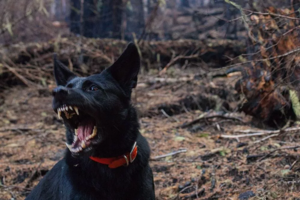 Собака насмерть загрызла свою хозяйку в Богородске