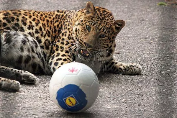 Леопард Арчи отметил день рождения в зоопарке «Лимпопо»