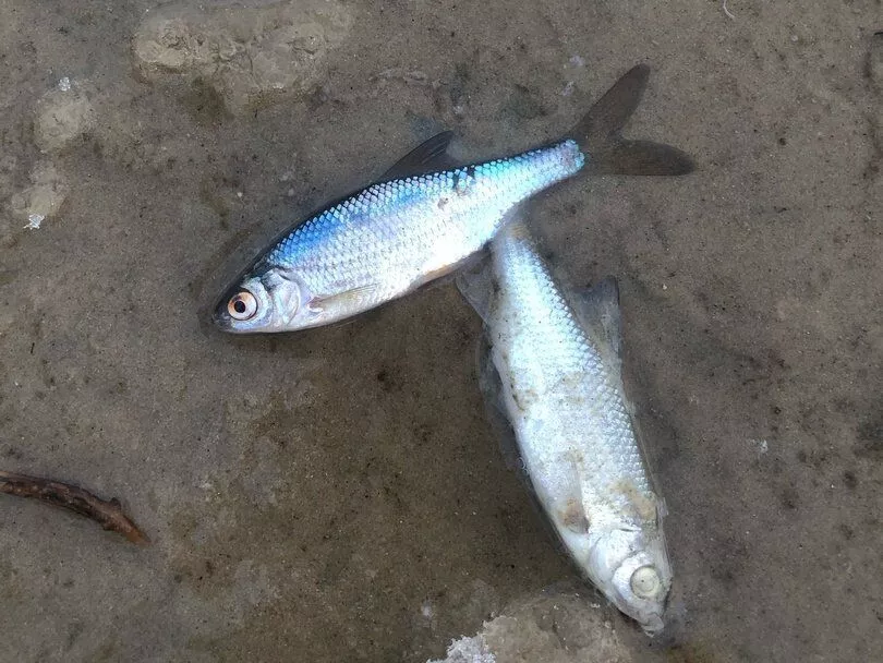 Дзержинцы обнаружили мертвую рыбу у берегов Святого озера