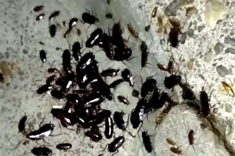 Фото Полчища тараканов пугают жителей Мещеры в Нижнем Новгороде - Новости Живем в Нижнем