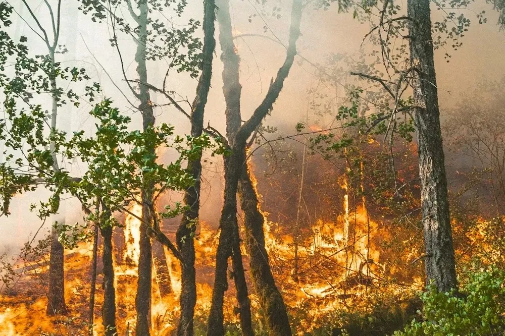 Фото Высокий риск лесных пожаров ожидается 2-7 мая в Нижегородской области - Новости Живем в Нижнем
