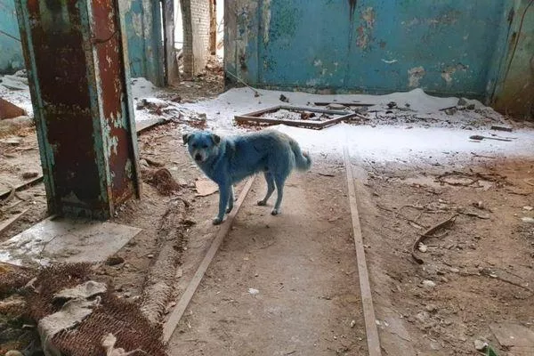 Разыгранная мистификация или экологическая проблема: в Нижнем Новгороде озвучили версию появления синих собак