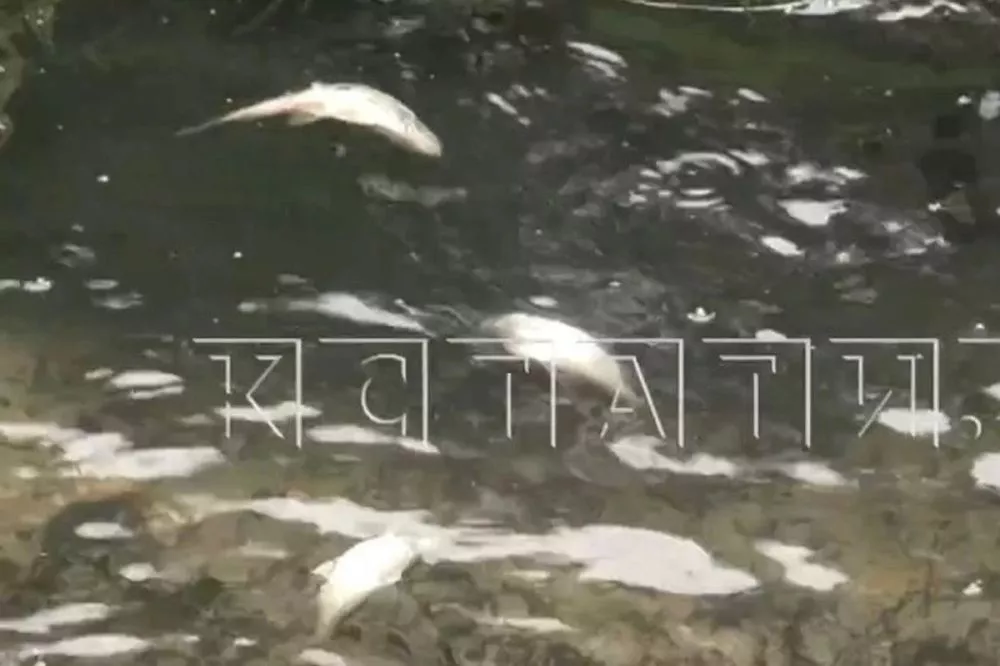 Массовая гибель рыбы произошла в реке Сатис Нижегородской области