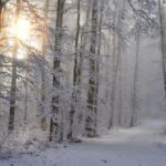 Фото 5 пропавших жителей Нижегородской области погибли в новогодние праздники - Новости Живем в Нижнем