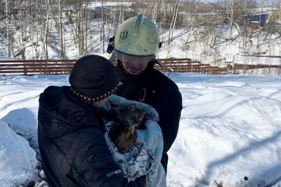 Фото Двух котов спасли при пожаре в жилом доме в Нижегородской области - Новости Живем в Нижнем