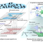 Фото Нижегородские ученые увеличили мощность искусственного интеллекта на 20% - Новости Живем в Нижнем