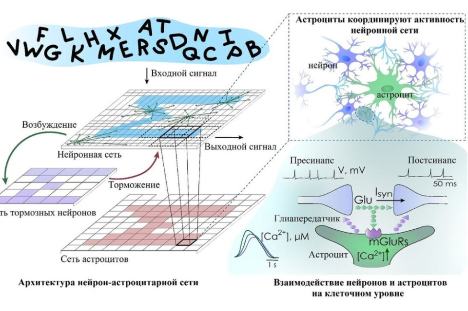 Фото Нижегородские ученые увеличили мощность искусственного интеллекта на 20% - Новости Живем в Нижнем