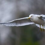 Фото Специалисты обнаружили птичий грипп у чаек в Нижегородской области - Новости Живем в Нижнем