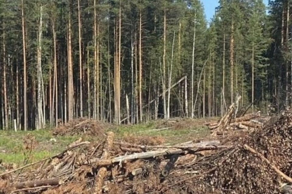 Фото Житель Борского района незаконно вырубил березы и сосны на 3,3 млн рублей - Новости Живем в Нижнем