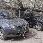 Фото Поваленные сильным ветром деревья повредили десятки машин в Нижегородской области - Новости Живем в Нижнем